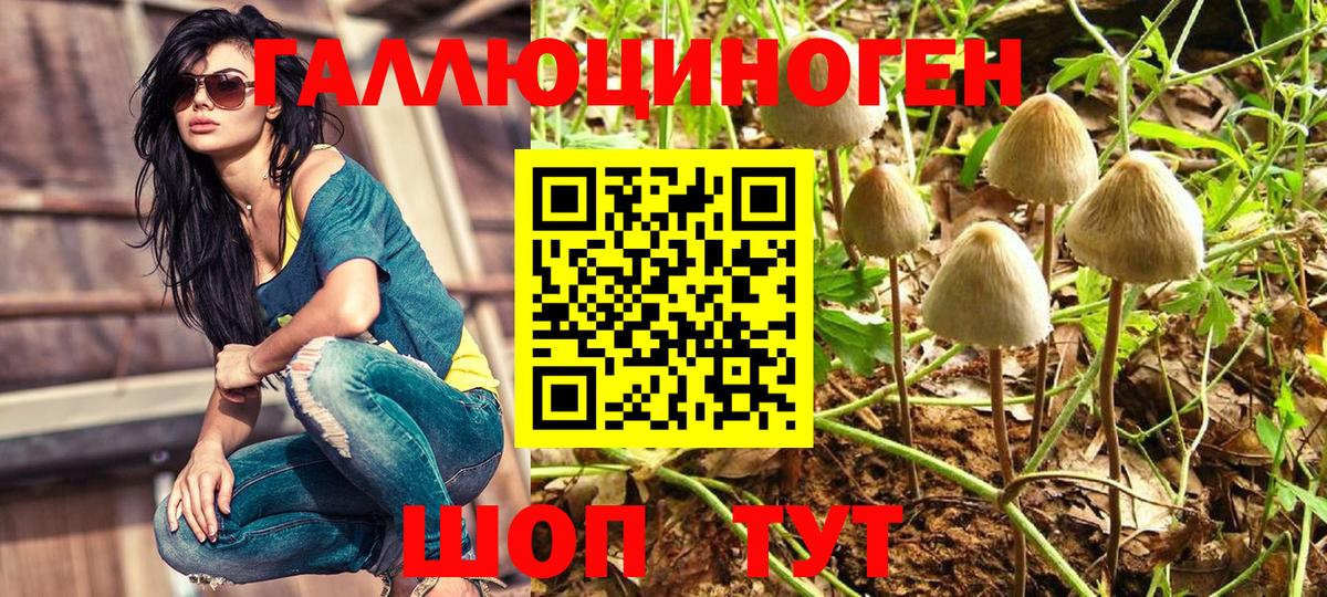 Галлюциногенные грибы Psilocybe Иваново